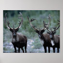 Suche nach geweihe poster Wildtiere