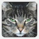 Suche nach wütende katze aufkleber Lustig