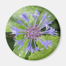 Suche nach kornblumen magnete Blumenreich