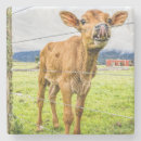 Recherche de veau dessous de verres Vache