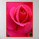 Suche nach romantische rote rose poster Valentine
