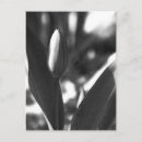 Suche nach schwarze federn postkarten Blume