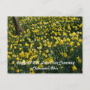 Recherche de fleurs de narcisse cartes postales Jonquil