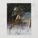 Suche nach appaloosa postkarten Bob sprache