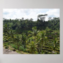 Suche nach reisfeld poster Reise