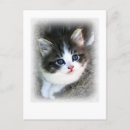 Suche nach eine coole katze postkarten Einzigartig