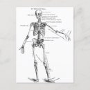 Suche nach anatomie postkarten Knochen