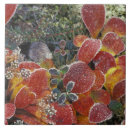 Suche nach denali fliesen Alaska