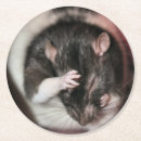 Suche nach ratten untersetzer Haustier