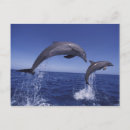Recherche de dauphins cartes postales Caraïbe