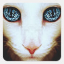 Recherche de visage de chats autocollants Chaton