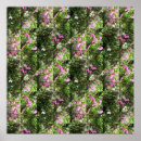 Suche nach erbse poster Rosa