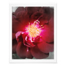 Suche nach single rose poster Weiß