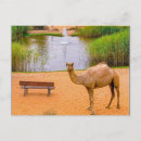 Recherche de chameau dromadaire posters Faune