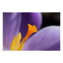 Recherche de crocus pourpre Botanique