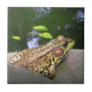 Suche nach eidechsen fliesen Amphibien