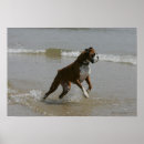 Suche nach boxer dog poster Bob und pam langrish