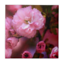 Suche nach rosa kirschblüten fliesen Blume