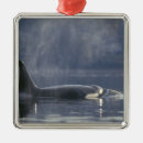Suche nach orca ornamente Tier