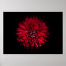 Suche nach flowers poster Colorful