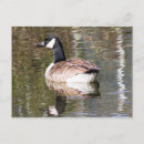 Recherche de gosse cartes postales Faune