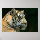 Suche nach sumatran poster Wildtiere