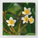 Suche nach frangipani wanduhren Blume