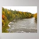Suche nach immergrüner baum poster Fotografie