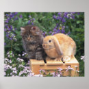 Suche nach hauskatze poster Säugetier