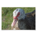 Recherche de aquatiques en art Canard