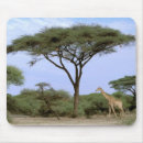 Recherche de le botswana tapis souris Faune