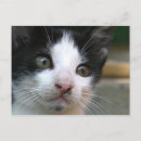 Recherche de felix le chat posters Chaton