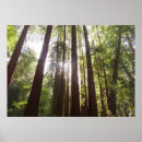 Suche nach redwood poster Natur
