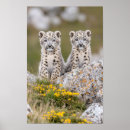 Suche nach schneeleoparden poster Tier
