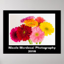 Suche nach gerbera poster Bunt