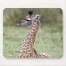 Suche nach giraffa camelopardalis Natur
