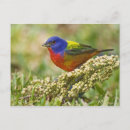 Recherche de plumage cartes postales Nature