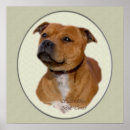 Suche nach staffordshire terrier poster Niedlich