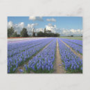 Recherche de jacinthe cartes postales Holland