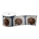Recherche de chien teckel rubans Dachshund
