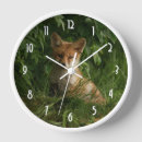 Recherche de renards horloges Faune