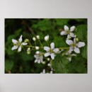 Recherche de mûre art Fleur