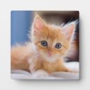 Suche nach augen fotoplatten Haustiere