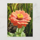 Suche nach zinnia blume postkarten Fotografie