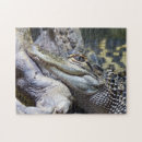Recherche de crocodile puzzles Animal sauvage