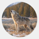 Suche nach heulender wolf aufkleber Grauwolf