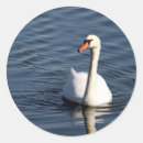 Recherche de olor de cygnus Cygne