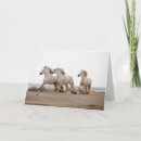 Suche nach saintes maries de la mer karten Equus ferus caballus camarguensis
