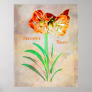 Suche nach amaryllis poster Rot