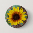 Suche nach annuus Helianthus annuus